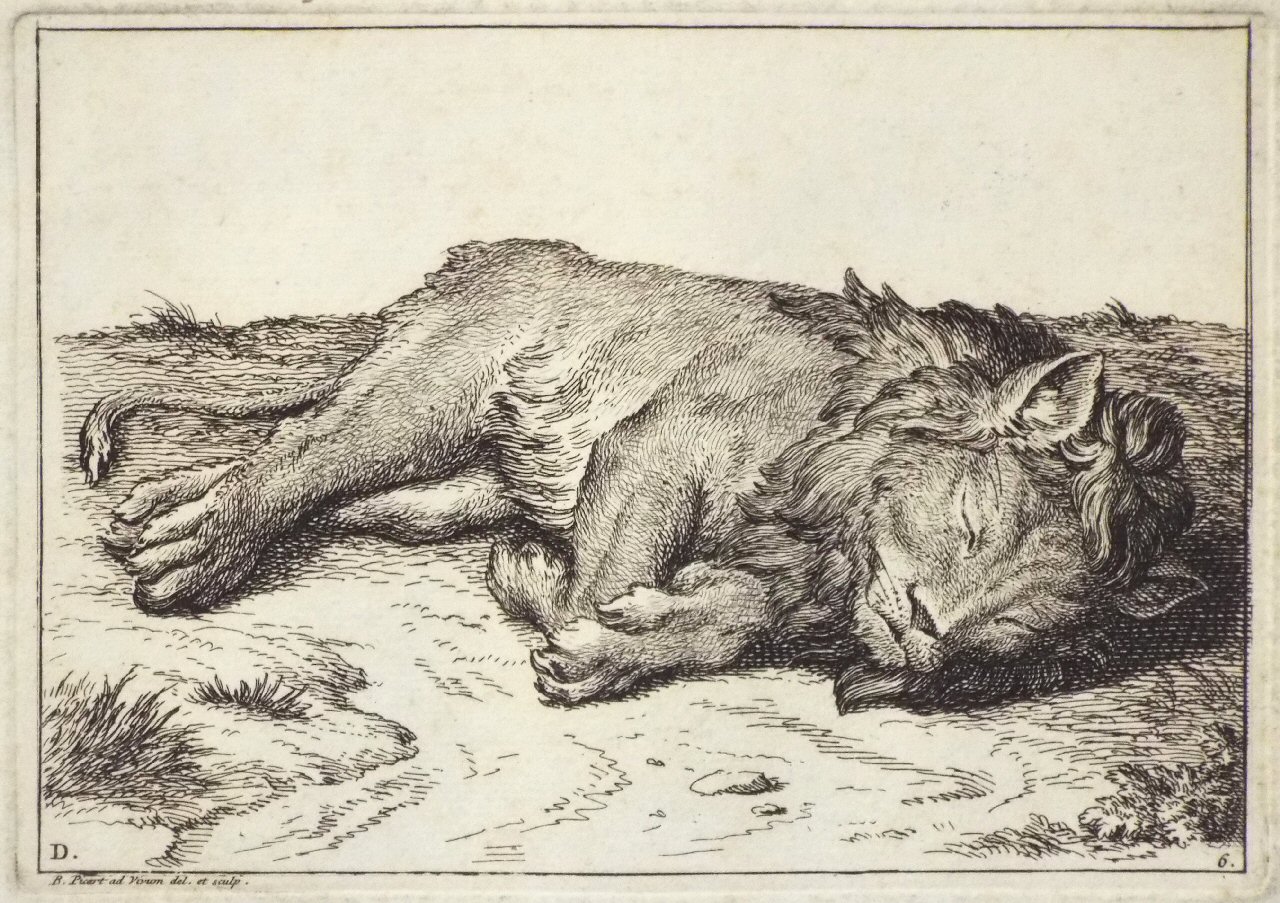 Etching - D. 6. Lion - Picart